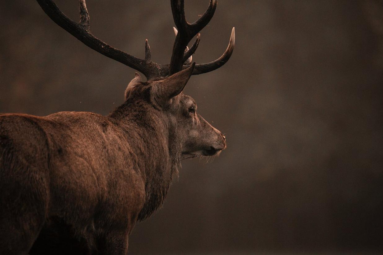 The Ruler — the red stag