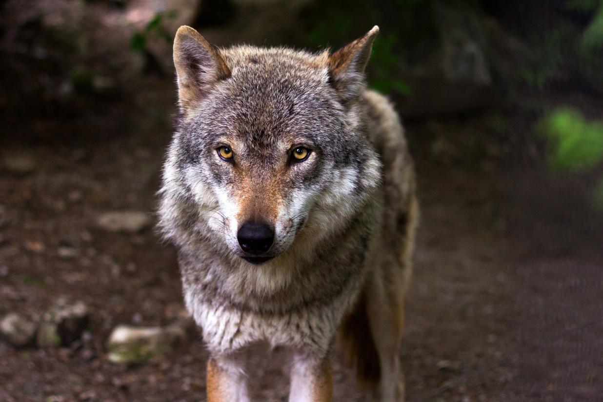 The Rebel — the wolf