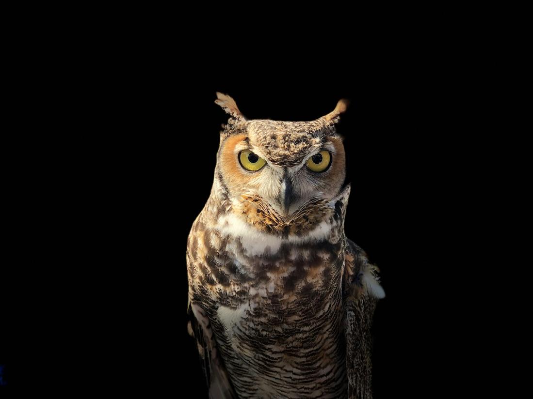 The Sage — the owl