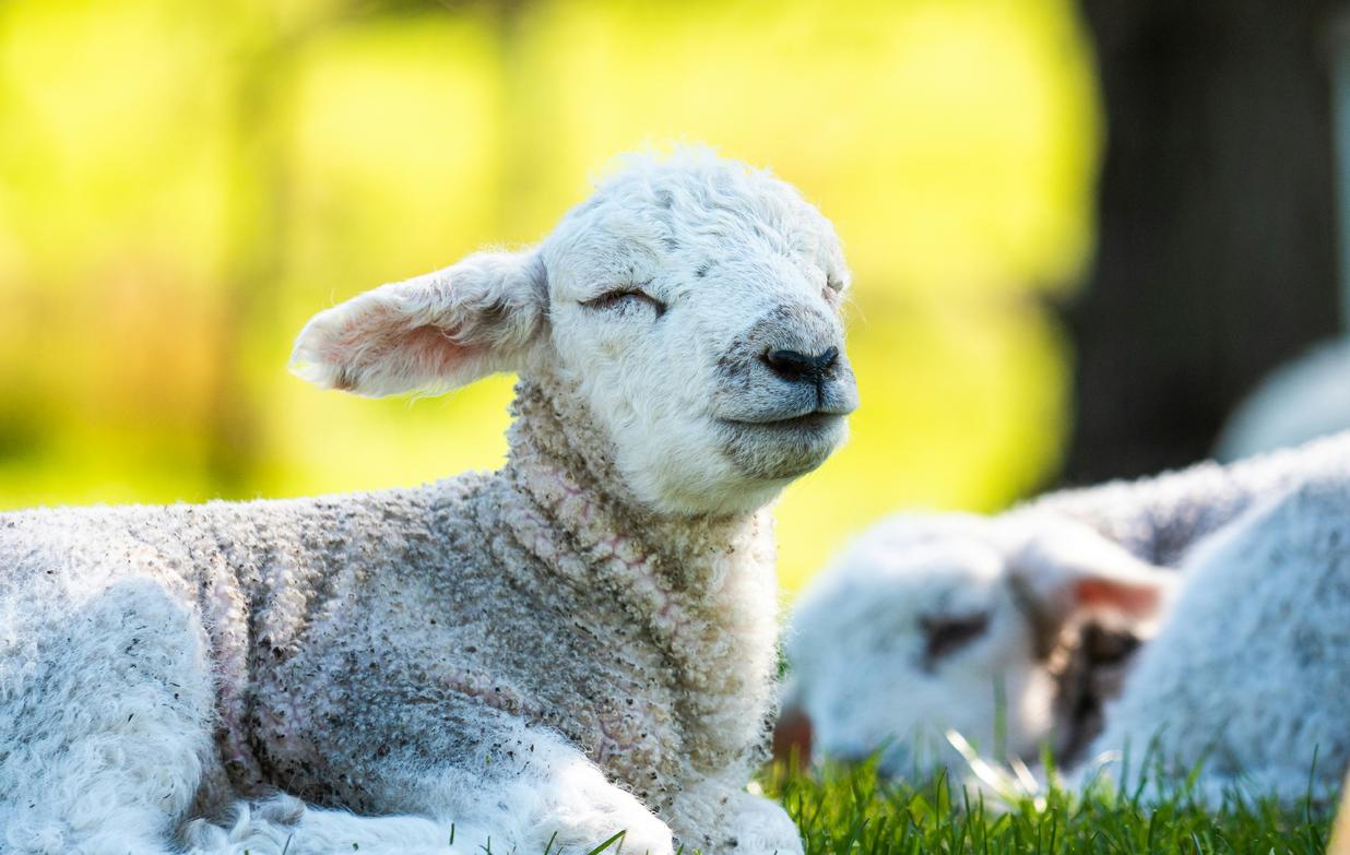 The Innocent — the lamb