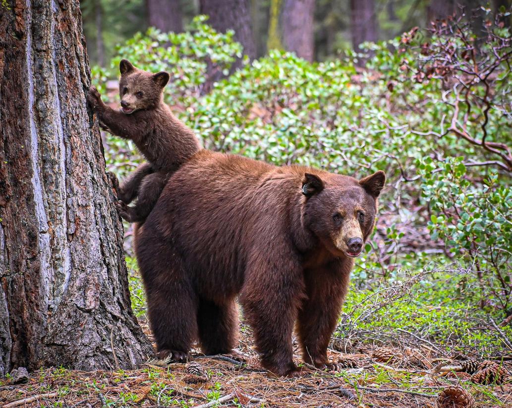 The Caregiver — the bear