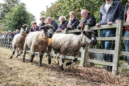 Masham Sheep Fair sheep racing