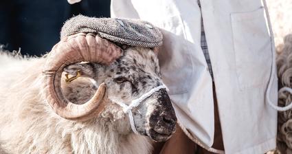 Flat-capped sheep
