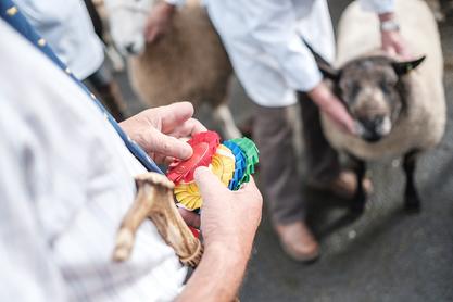Sheep fair rosettes