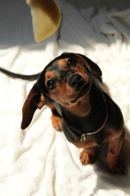 Sort og brun gravhund hvalp kigger i kameraet