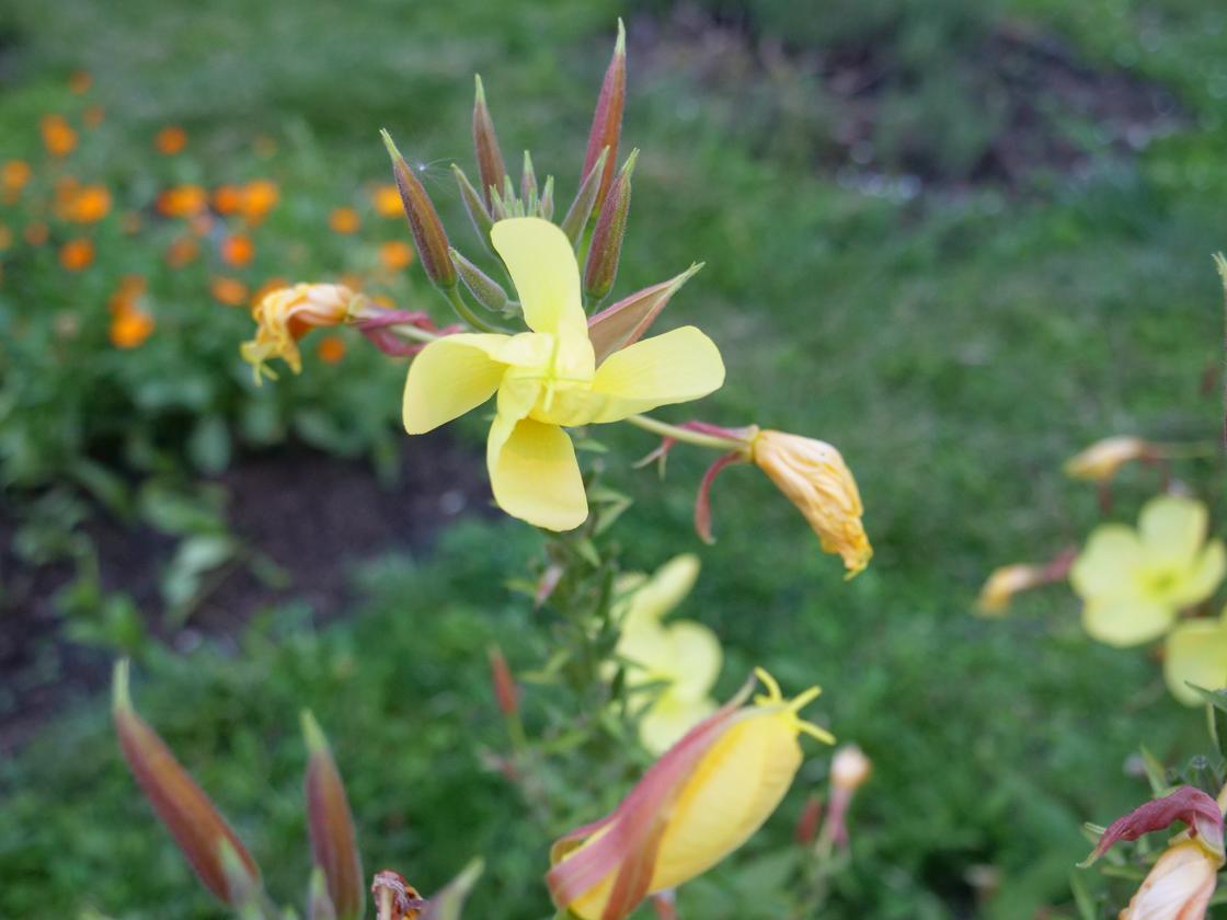 Moscow 2026 Photo PGH55116 Evening Primrose
