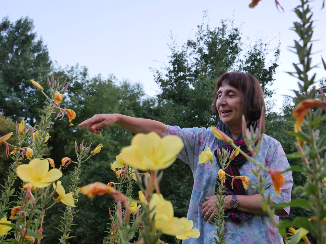 Moscow 2026 Photo PGH55113 Evening Primrose and Nino