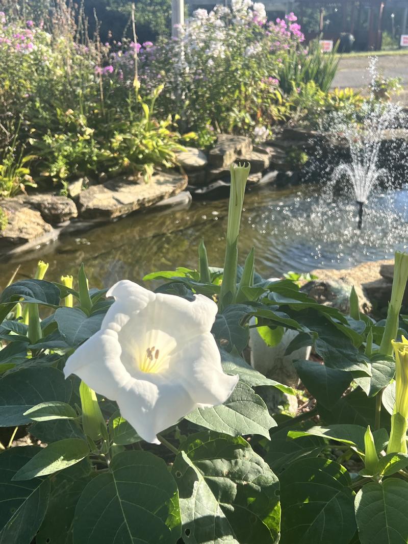 Sept.Garden2026