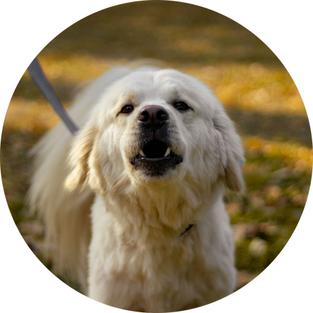 Brun gravhund gør af kamera ude i haven