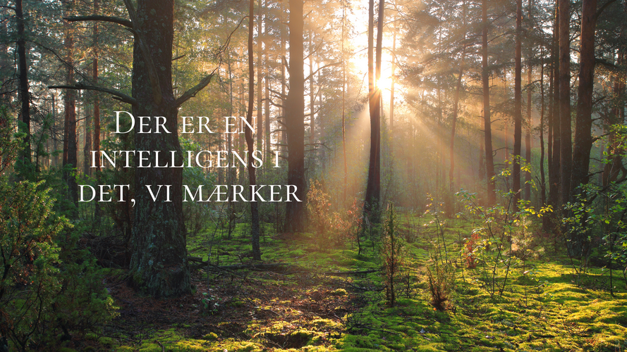 Der er en inteligens i det vi mærker