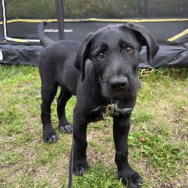 Anne Verona Skovsted - Cosmo, 25% labrador, 25% schæffer og 50% ruhåret hønsehund
