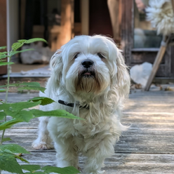 Gaia terapihund