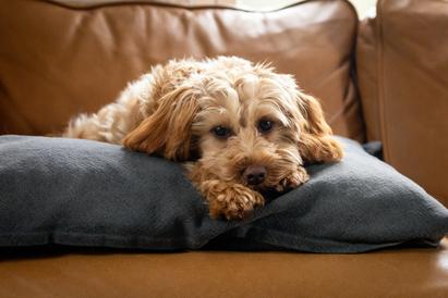 Doodle hvalp slapper af på sofaen alene hjemme