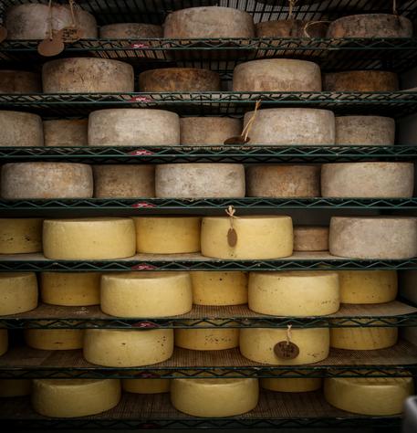 Cheese maturing
