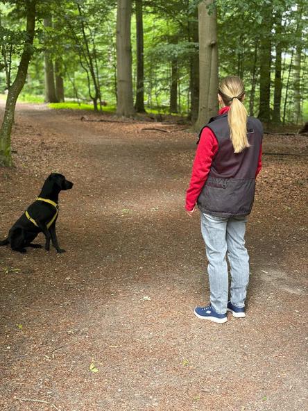Stopfløjt - jagthund sitter og kigger på ejer ude i naturen