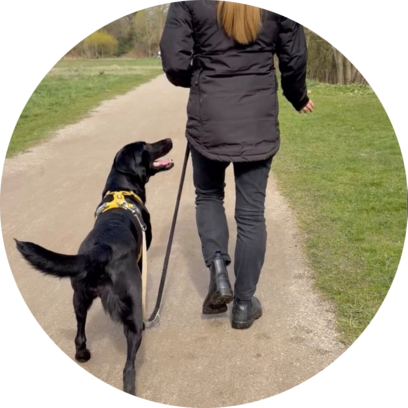 Hundetræner Emilie Borup Preuss og hendes sorte labrador Maggie træner gå pænt i snor, indkald og stopfløjt
