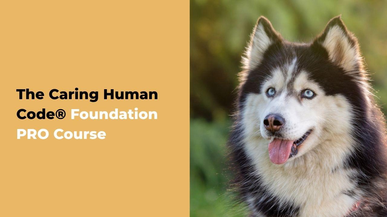 The Caring Human Code® Foundation Course banner  (1)