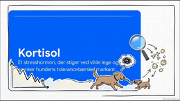 Store og små hunde