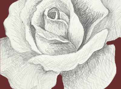 cropped rose