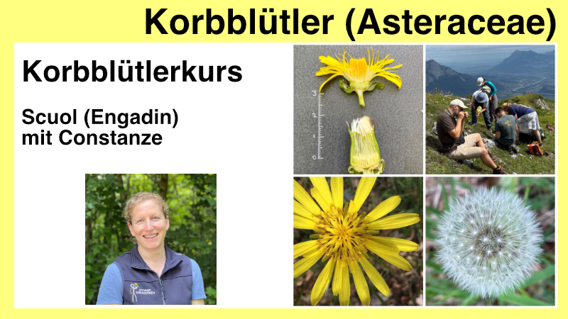 Korbbluetlerkurs-asteraceae-produktbild-constanze