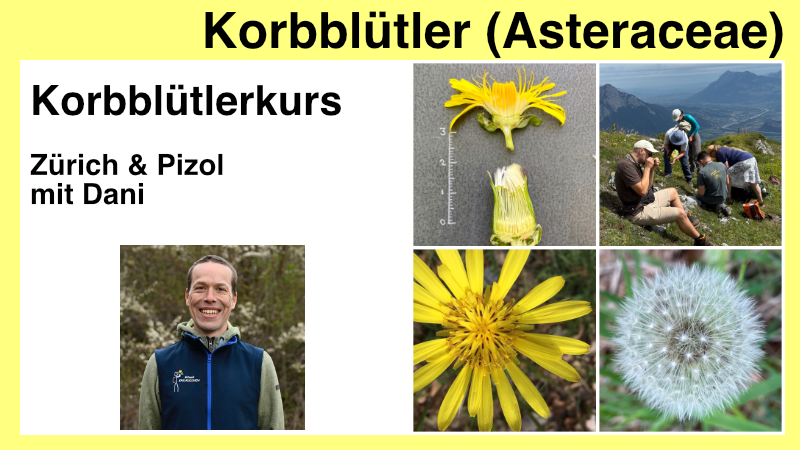 Korbbluetlerkurs-asteraceae-produktbild-dani