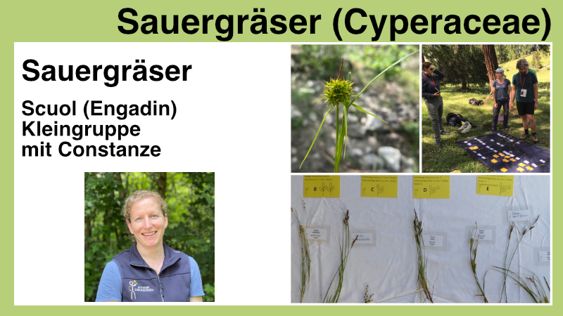 sauergraeser-cyperaceae-produktbild-constanze