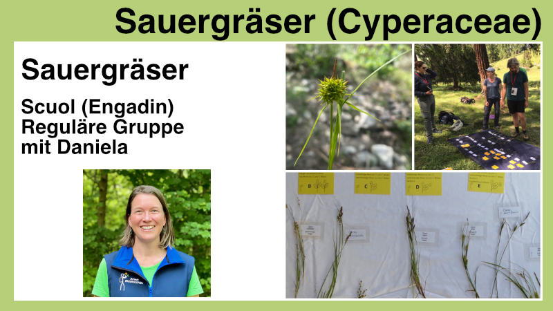 sauergraeser-cyperaceae-produktbild-daniela