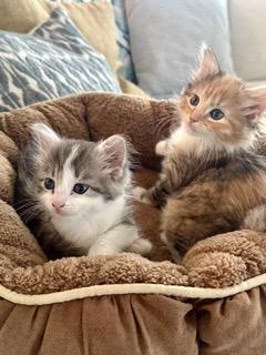 Heather's cats Phoebe and Phineas