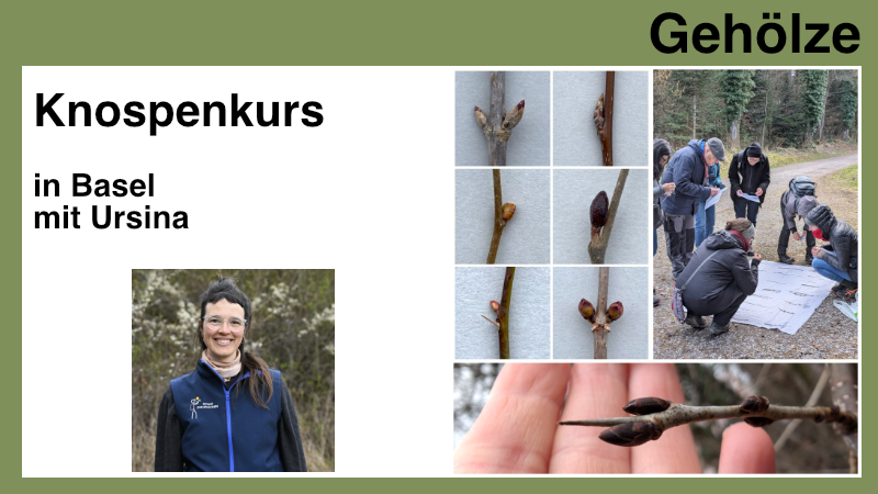 knospenkurs-produktbild-ursina