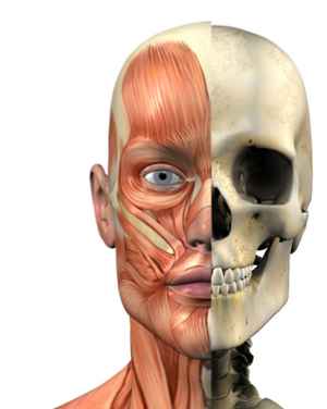 E-medicus - skelethoved.jpg
