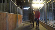 Hestens forpartsbalance modul 3 - øvelser på staldgangen