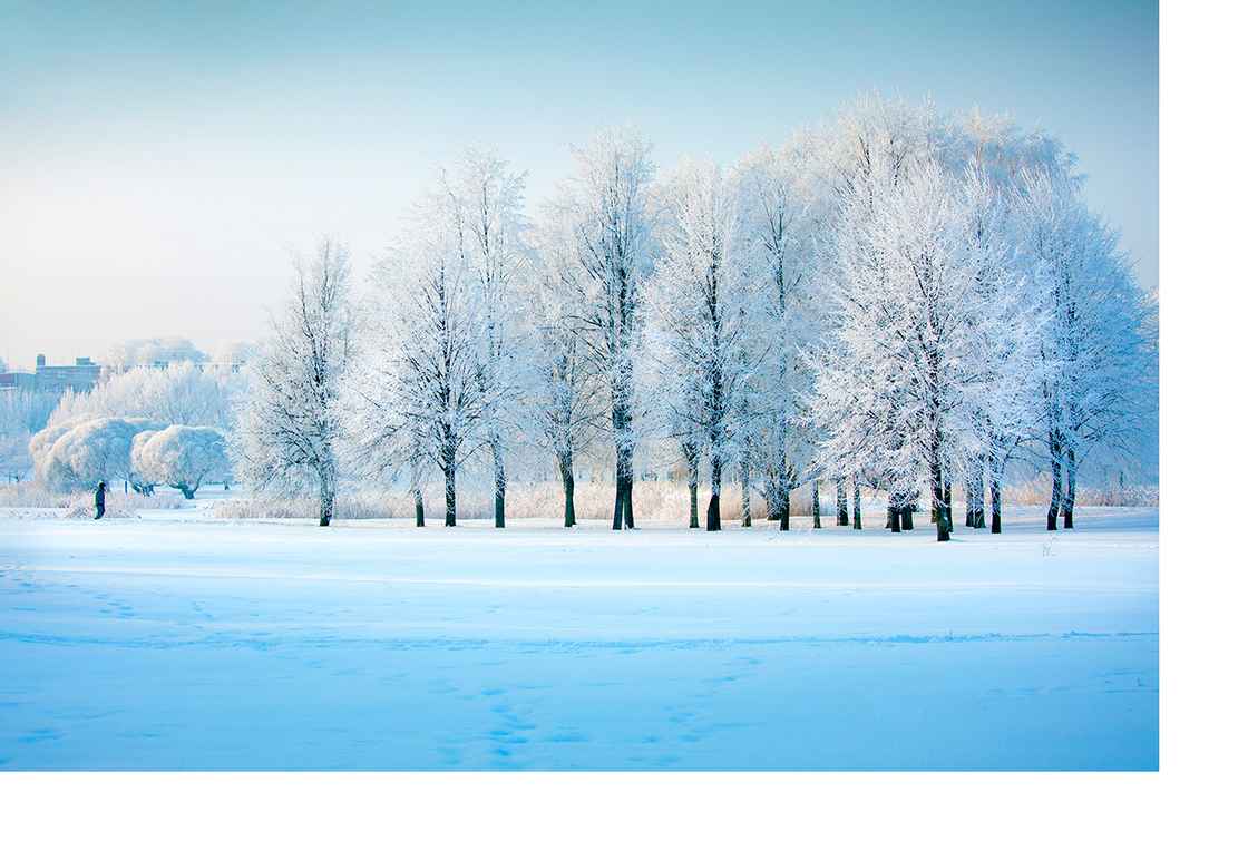 SnowyTrees.jpg