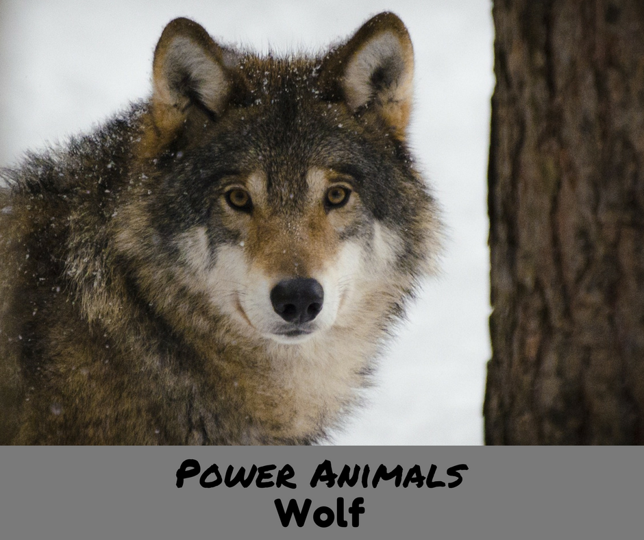 Power Animals Wolf - Ana Maria Vasquez, Multi-Sensory Animal & Nature
