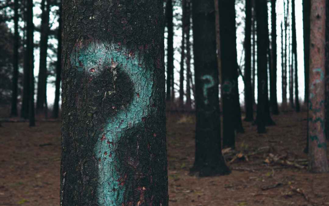Image | Blog | Blank Image Questions Marks on Trees