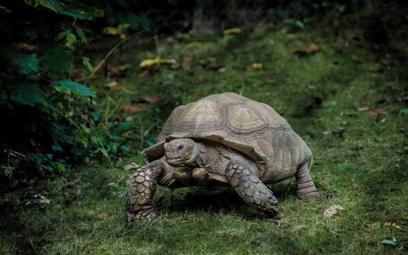 Image | Blog | Blank Image Tortoise 