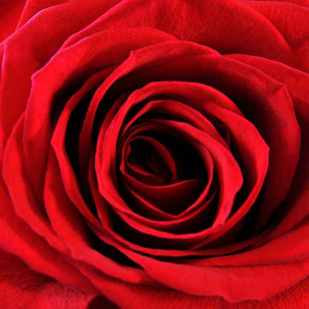 17670-red-rose-close-up-pv
