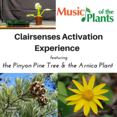 Music_of_the_Plants_Activation_Experience