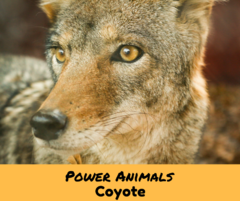 power_animals_coyote