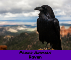 power_animals_raven