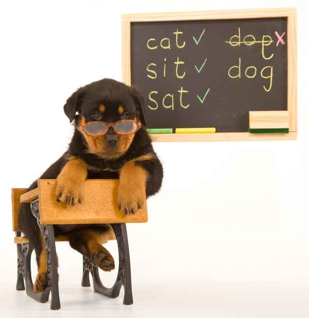 dog-in-school