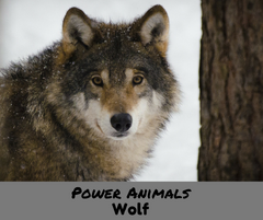 power_animals_wolf