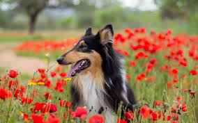 collie