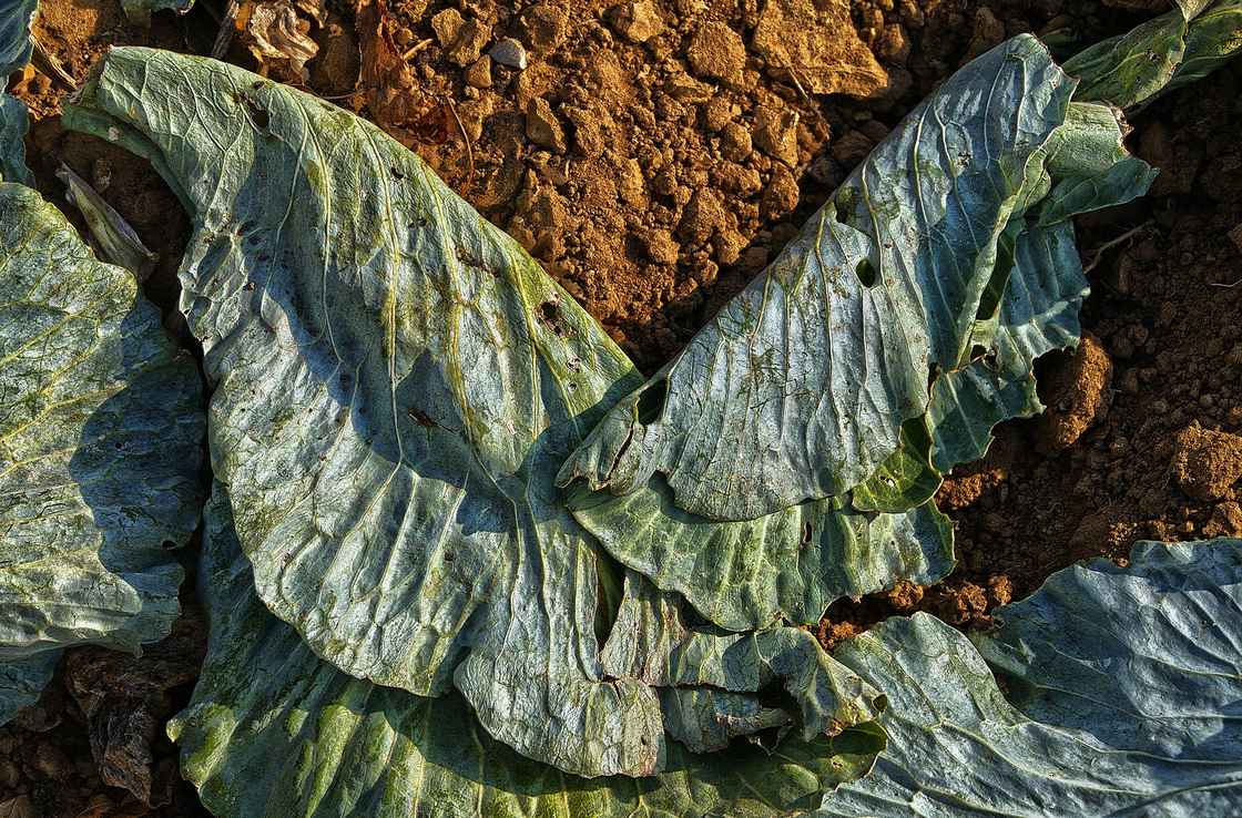 cabbage-leaf-3767950_1920.jpg