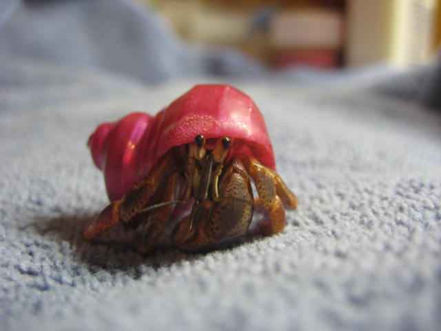 I Have a Case of The Hermit Crabs(19).jpg