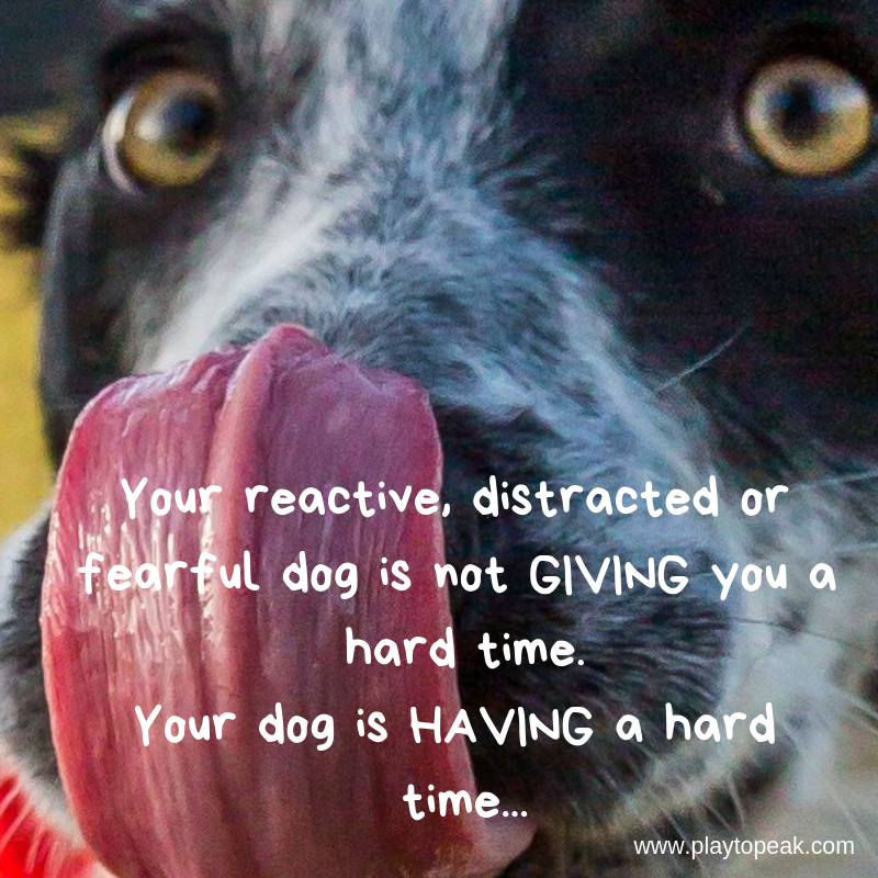 Your reactive, distracted or fearful dog is not giving you a hard time. Your dog is having a hard time...