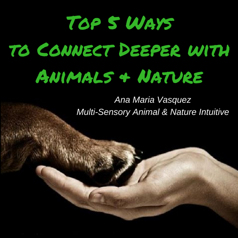 Top 5 Ways of Connecting with Animals & Nature.png