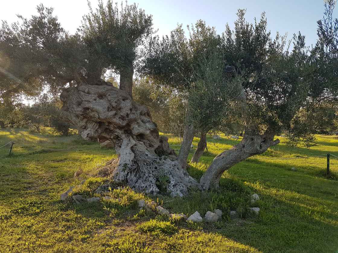 2000år gammel oliventræ hos Fatima.jpg