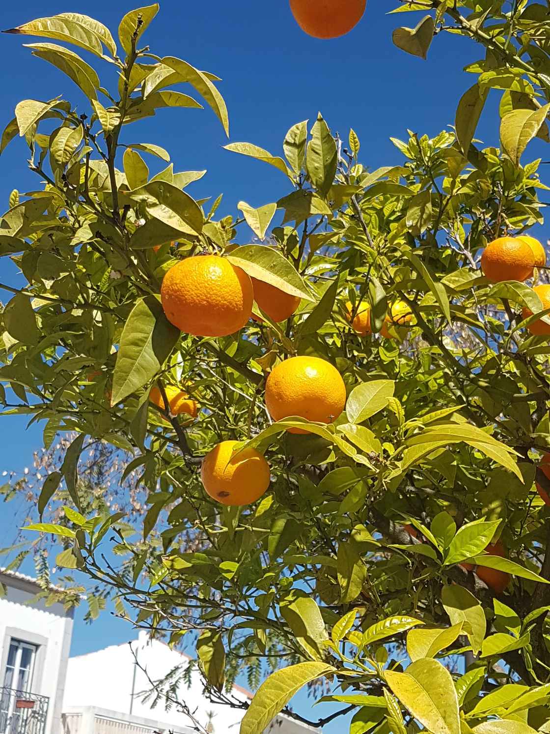 Appelsiner.jpg