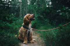 adorable-animal-canine-1254140 (1)