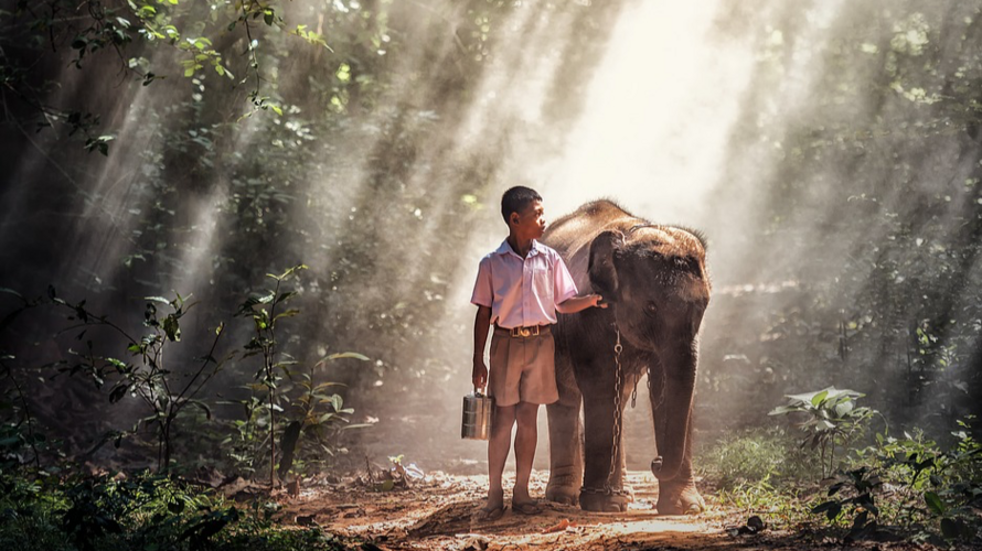 Boy with elephant